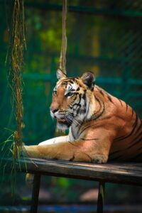 Close-up of a Bengal tiger resting peacefully in a zoo enclosure.