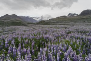 Field of wild vivid purple and violet lupine flowers growing on grassland among mountains on cloudy day